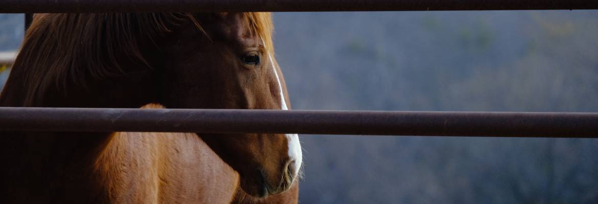 Rancher's Choice